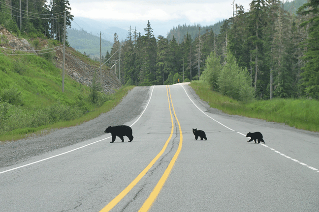 1440x960_Auslandspraktikum_Whistler_bears