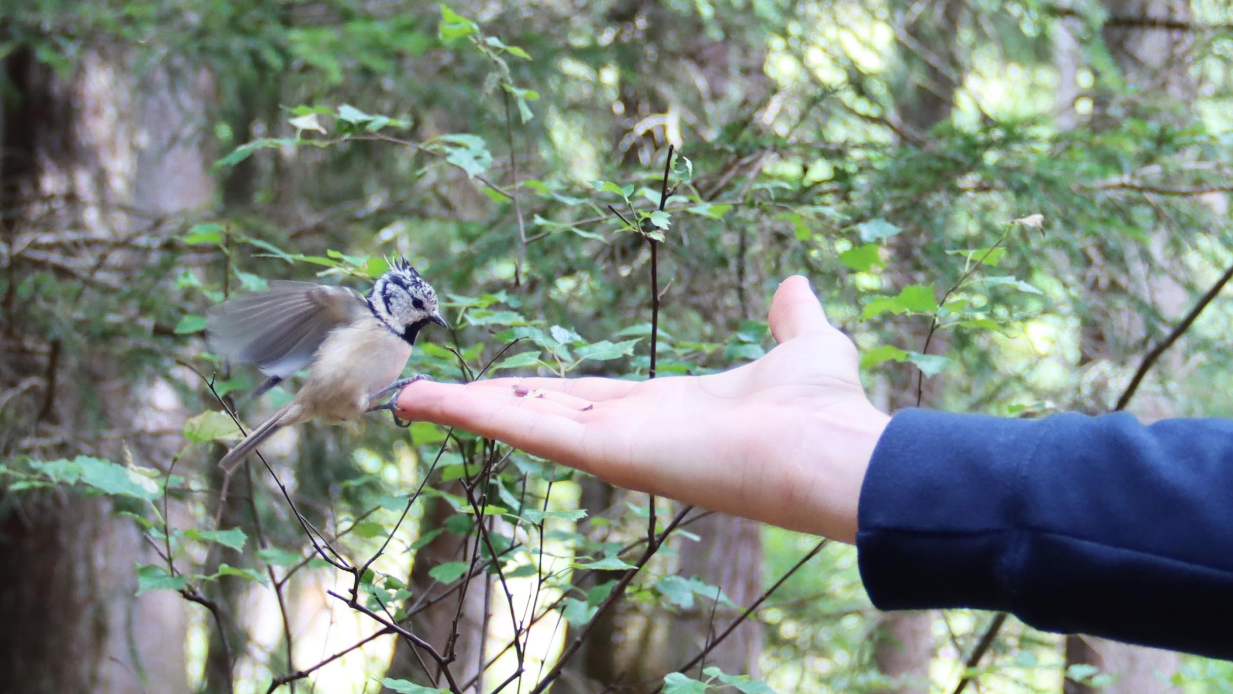bird_discover_graubuenden_lenzerheide