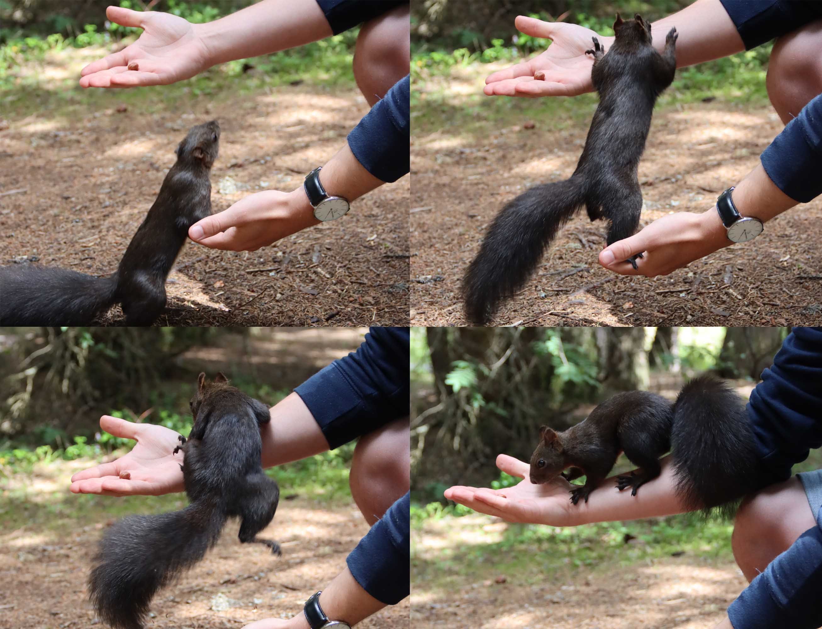 squirrel_discover_graubuenden_lenzerheide