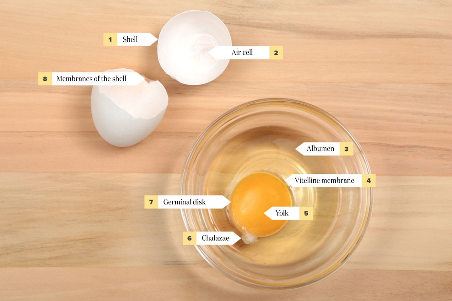 Anatomy of an egg
