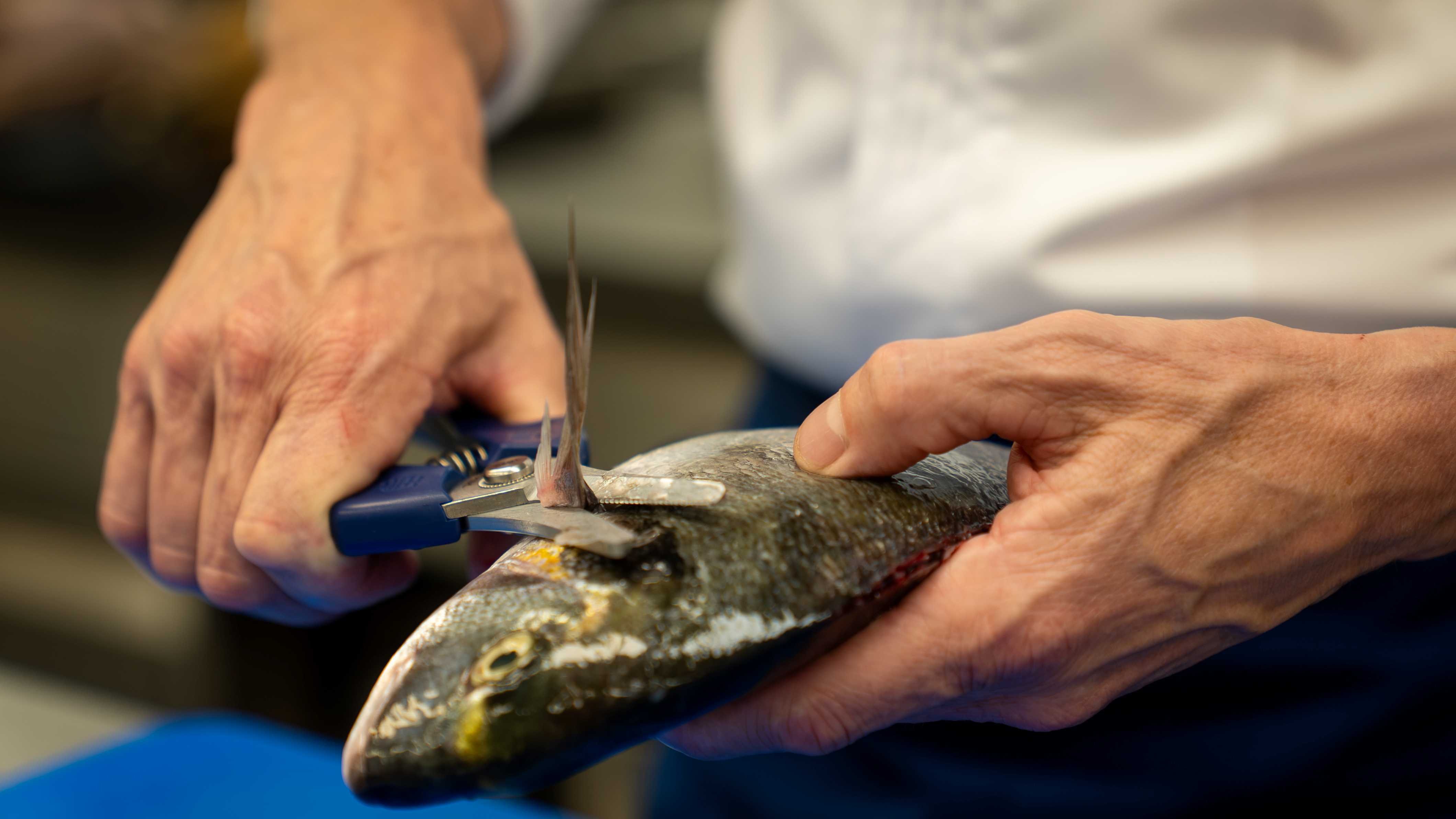 Chef Christian Segui using culinary shears Felco 1893 on fish