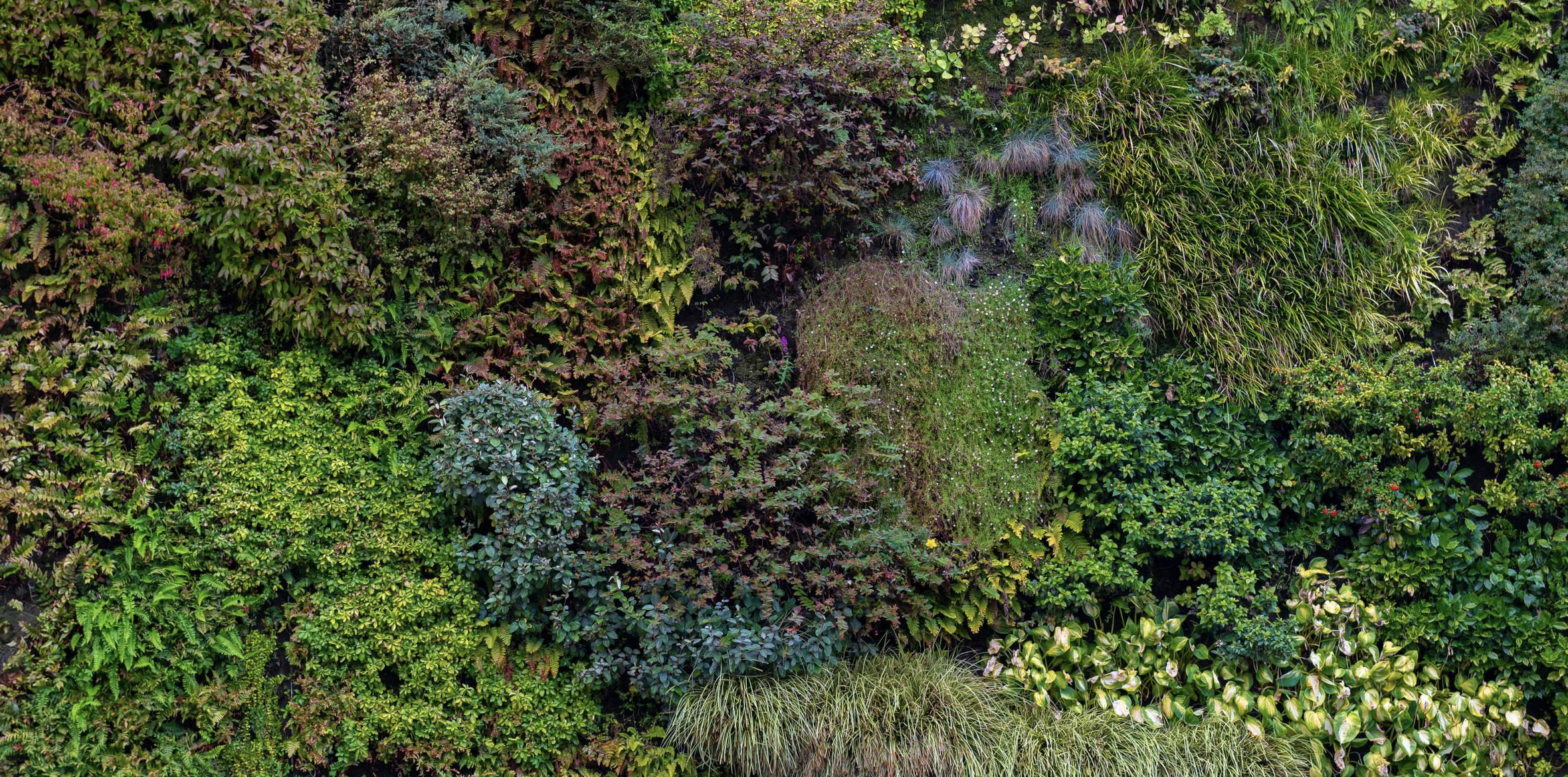 nature scene