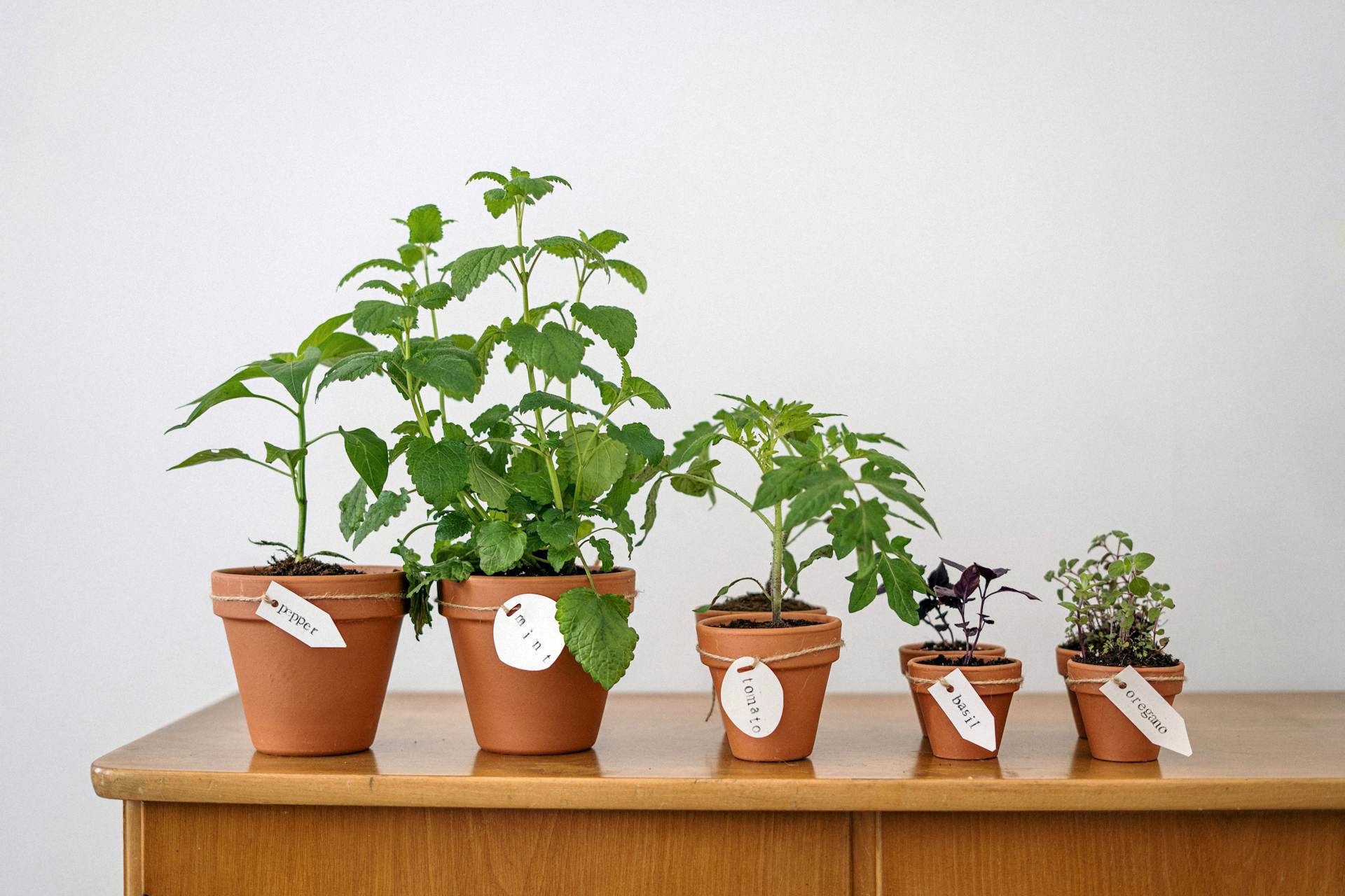 Homegrown herbs