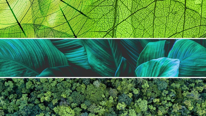 Biomimicry and Innovation