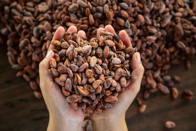 Two hands full of cocoa beans.
