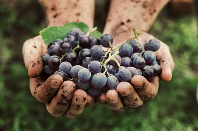Organic Wine and Fine Dining