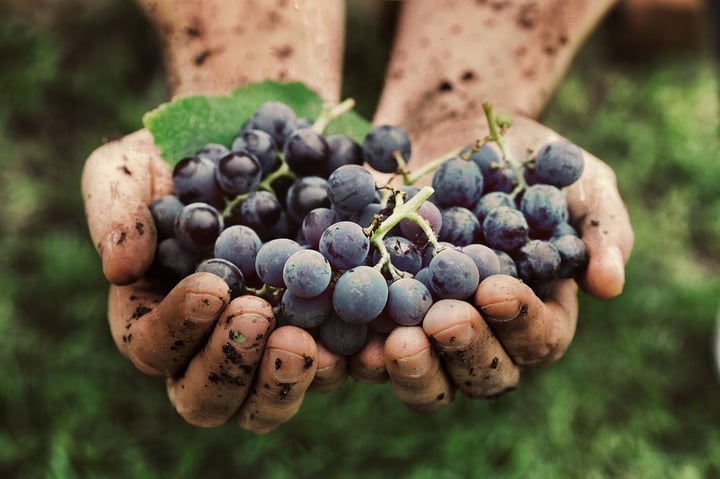 Organic Wine and Fine Dining