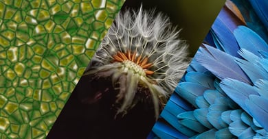 what is biomimicry
