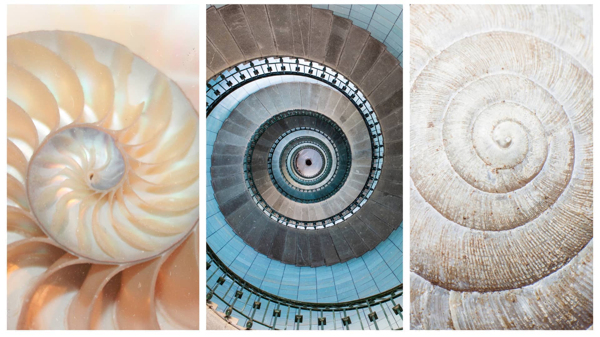 biomimicry